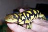 tigersalamander02-06a.JPG