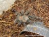 Grammostola_grossa_(4)_001.jpg