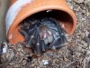 redknee shed 021106a.JPG