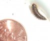 larvae2.JPG