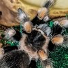 B smithi Samaria likes moss 3.jpg