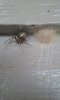 Porch spider.jpg Porch spider.jpg