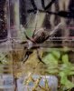 B sabulosum sling follow up 1.jpg B sabulosum sling follow up 1.jpg
