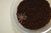 G.pulchripes.jpg