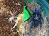 20181206_after 4 moults.jpg