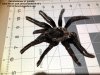 P.cf.grandis(f)AD8.75inch_molt_1.jpeg