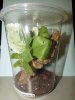 Avicularia avicularia Enclosure-2018-02.jpg
