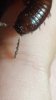 Sick millipede (3)0.jpg Sick millipede (3)0.jpg