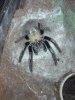 E. murinus II.jpg