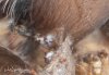 Tarantula Brachypelma albopilosum retained molt-3995-2.jpg