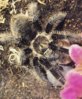 Brachypelma Albopilosum.jpg