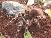 Acanthoscurria geniculata.jpg