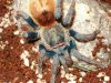 Chromatopelma cyaneopubescens.jpg