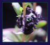 Phidippus Audax-01.jpg