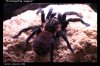 BRACHYPELMA VAGANS-06.jpg