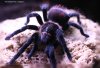 BRACHYPELMA VAGANS-07.jpg