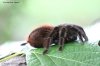 BRACHYPELMA VAGANS-09.jpg