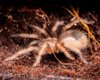 Tarantula Brachypelma boehmei-4078.jpg