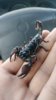 emperor scorpion.jpg