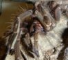 tarantula bad fang 1.jpg
