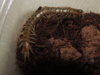RSCN3737.JPG