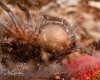 Tarantula Brachypelma albopilosum retained molt-4895.jpg