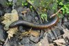 millipede cedars of lebanon 3 fix.jpg