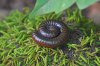 millipede cedars of lebanon 2 fix.jpg