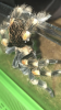 C7D83A3E-4AE8-4789-96D4-17EBD5FDFC1B.png
