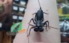 magazoo-scorpion-vinaigre-uropyge-bebe.jpg