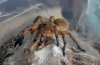 H Pulchripes stack_proc B_proc_proc.jpg