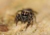 Jumping-spider-1.jpg