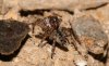 Jumping-spider-2.jpg