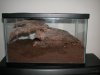 B.smithi setup re-sized.JPG