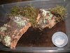 NHANDU COLORATOVILLOSUS ENCLOSURE RE-SIZED.JPG