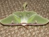 moth5_31_06 005 (Small).jpg