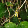 banana spider.JPG