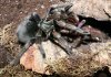 P-ultramarinus-mating-3.jpg