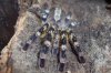 P. regalis 1a.JPG