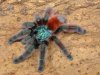 Avicularia-versicolor-6-tes.jpg