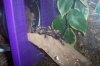 P. regalis new home 2 a.JPG