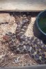 Fox Snake mating a.JPG