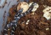 fox snake babys4 a.JPG