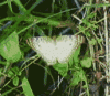 Butterfly ID1a.gif