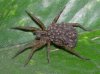 wolf spider (Small).JPG