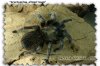 B. ALBOPILOSUM-01.jpg