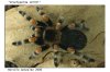 B. SMITHI-01.jpg