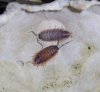 Porcellio sp. Morocco orange skirt.jpg