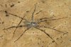 Dolomedes albineus mature male (2).jpg