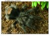 GRAMMOSTOLA PULCHRA 004-02 copia.jpg